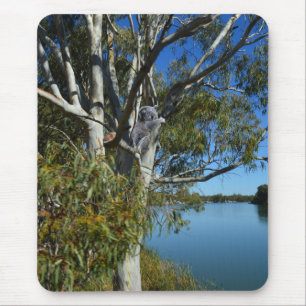 Koala Bear Sleeping In Gum Tree, Mouse Pad
