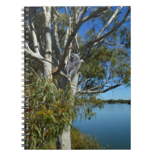 Koala Bear Sleeping In Gum Tree, Notebook