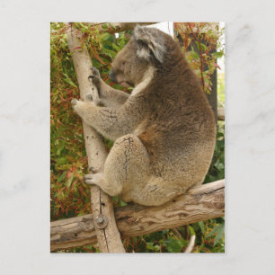 Koala bear sleeping on a tree postcard
