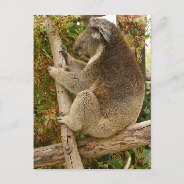 Koala bear sleeping on a tree postcard (Front)