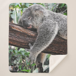 KOALA BEAR SLEEPING ON TREE SHERPA BLANKET