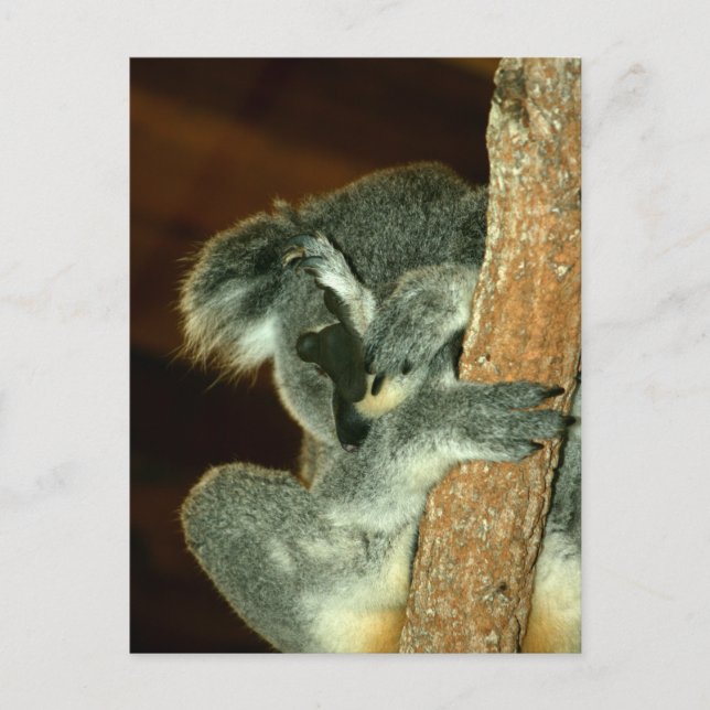 Koala Bear, Sleeping with paw over face Postcard (Front)