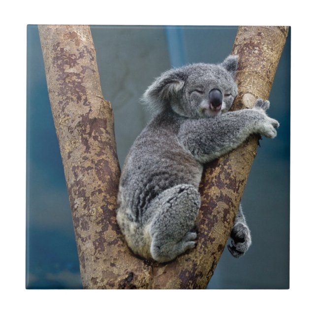 Koala Bear Sleeps Hugging A Tree Ceramic Tile (Front)