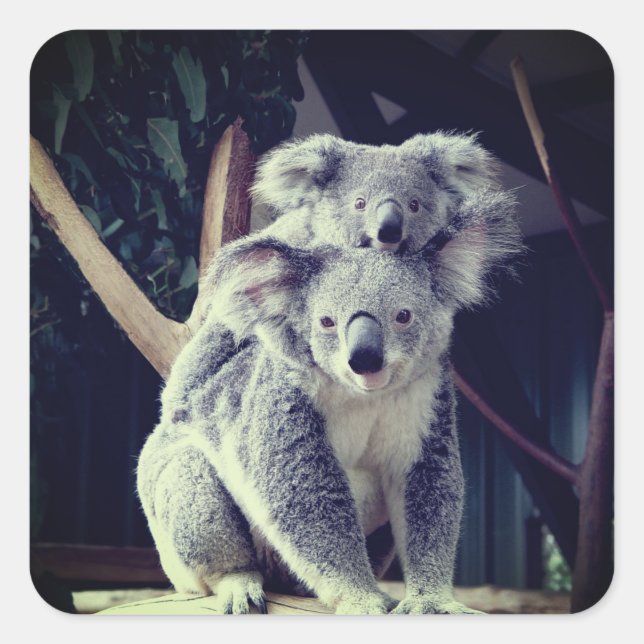 Koala Bear Square Sticker (Front)