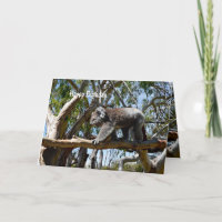 Koala Bear Tight Rope Walker, Birthday