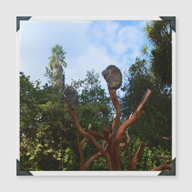 Koala Bears Asleep In Trees, (Front)