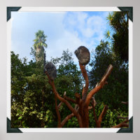 Koala Bears Asleep In Trees,