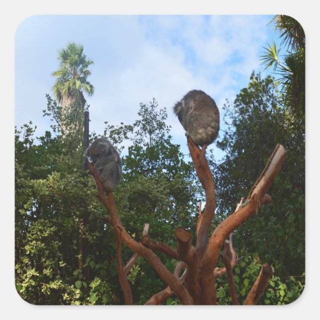 Koala Bears Asleep In Trees, Square Sticker (Front)