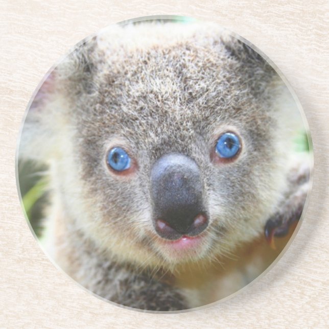 Koala Bears Coaster (Front)