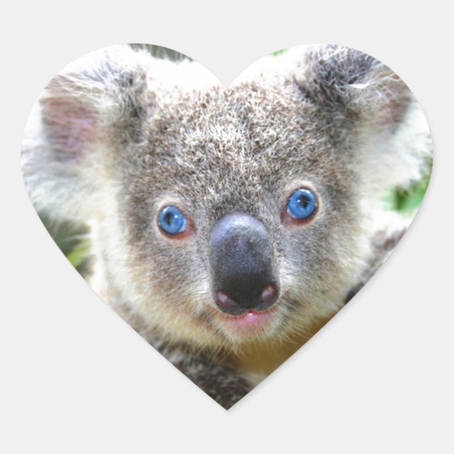 Koala Bears Heart Sticker (Front)