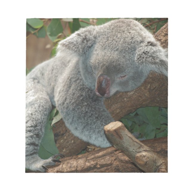 Koala Bears Love Animals Destiny Gifts Notepad (Front)