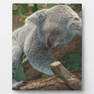 Koala Bears Love Animals Destiny Gifts Plaque