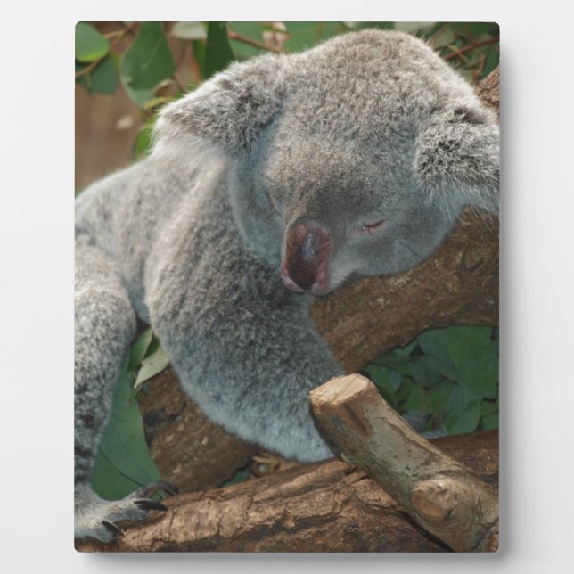 Koala Bears Love Animals Destiny Gifts Plaque (Front)