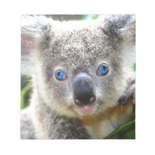 Koala Bears Notepad