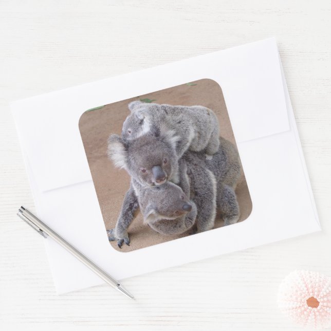 Koala Bears Square Sticker (Envelope)