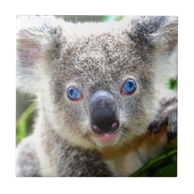 Koala Bears Tile (Front)