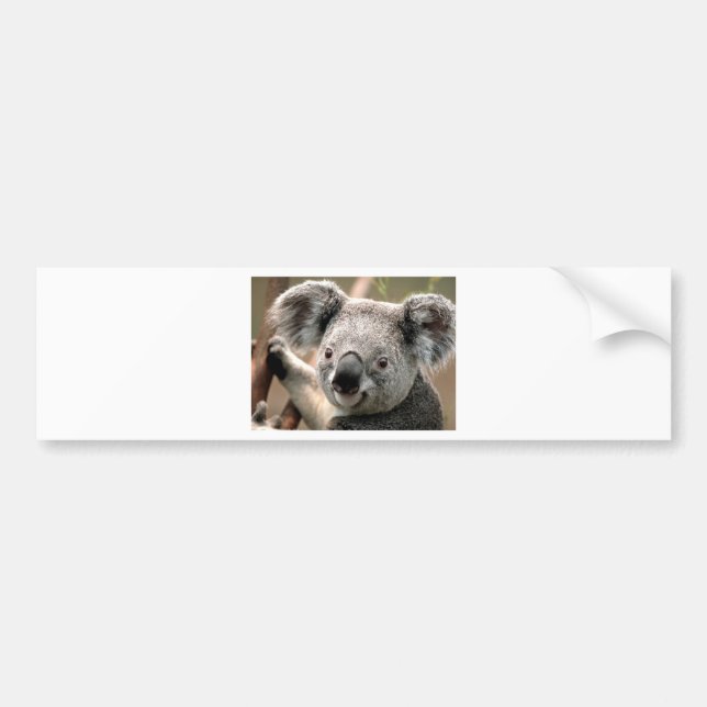 Koala Bumper Sticker (Front)
