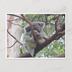 koala bundle postcard