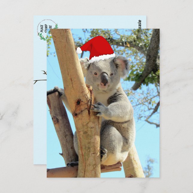 Koala Christmas Postcard (Front/Back)