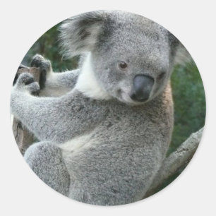 Koala Classic Round Sticker