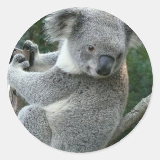 Koala Classic Round Sticker