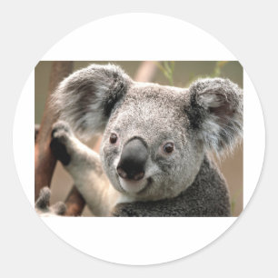 Koala Classic Round Sticker