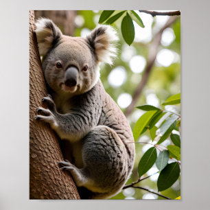 Koala Climbing a Tree Poster