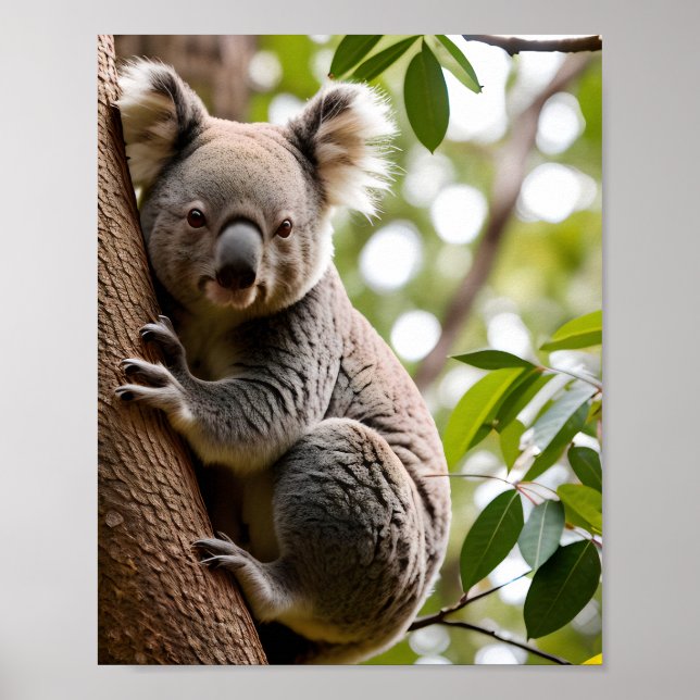 Koala Climbing a Tree Poster (Front)