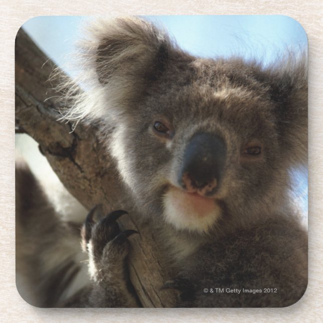 koala coaster (Front)