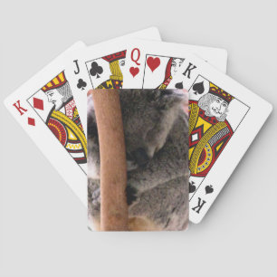 koala cuddles playing cards