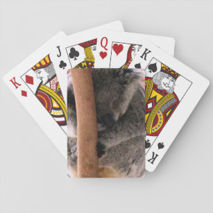 koala cuddles playing cards