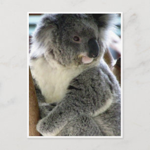 koala cuddly postcard