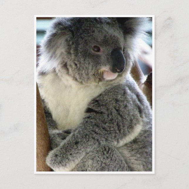 koala cuddly postcard (Front)