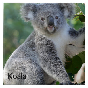 Koala: Cute cuddly Australian koala Ceramic Tile