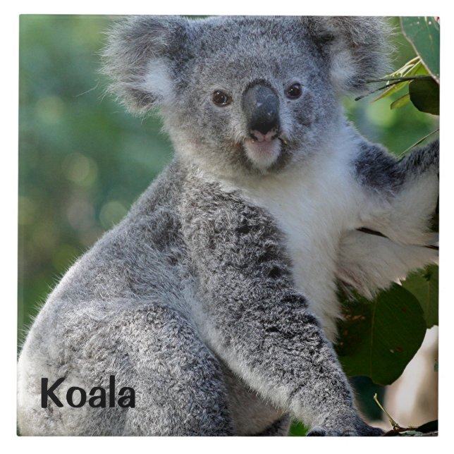 Koala: Cute cuddly Australian koala Ceramic Tile (Front)