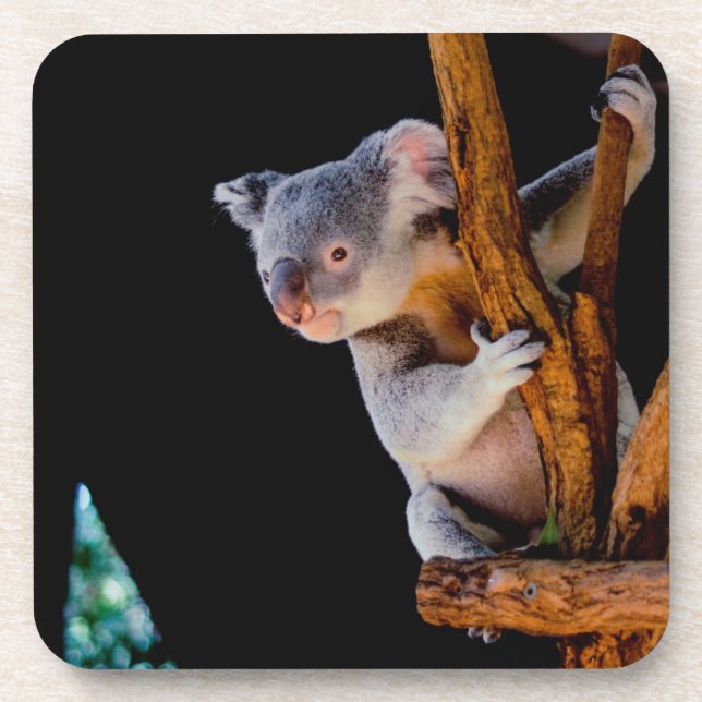 Koala Cute in Tree Gray Coaster (Front)