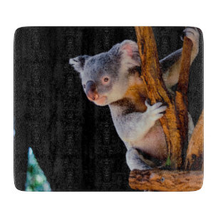 Koala Cute in Tree Gray Cutting Board