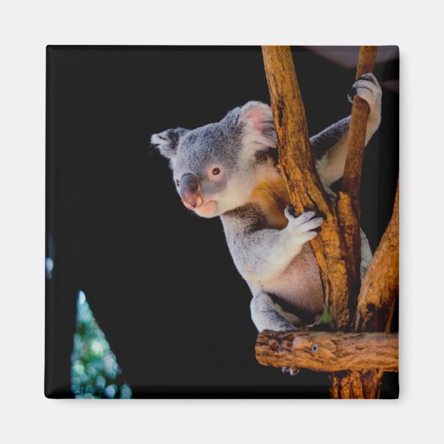 Koala Cute in Tree Gray Magnet (Front)