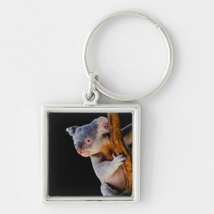 Koala Cute in Tree Grey Key Ring