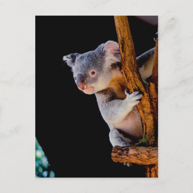 Koala Cute in Tree Grey Postcard (Front)