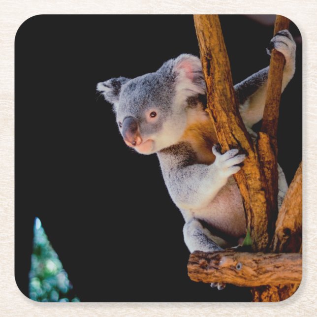 Koala Cute in Tree Grey Square Paper Coaster (Front)