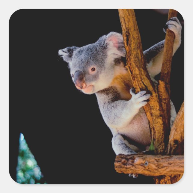 Koala Cute in Tree Grey Square Sticker (Front)