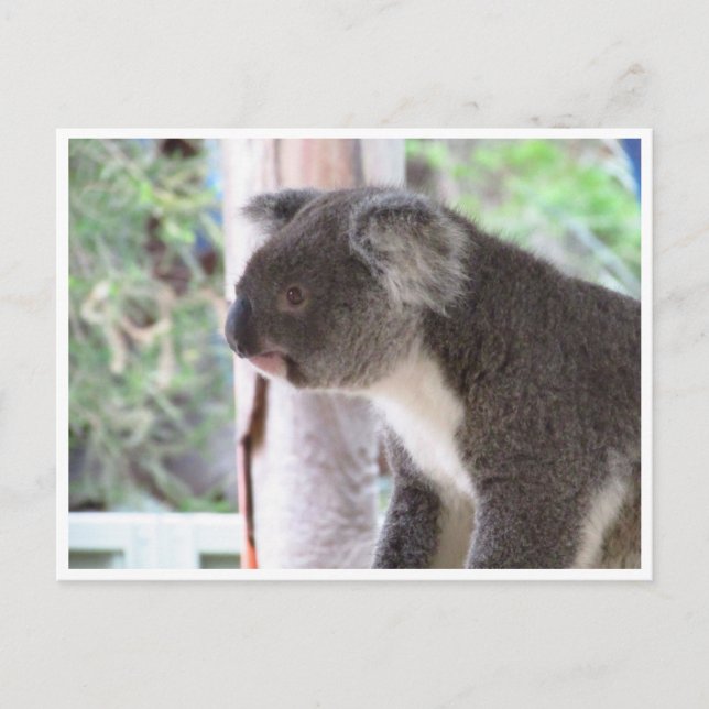 koala cute postcard (Front)