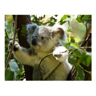 Koala cutie postcard