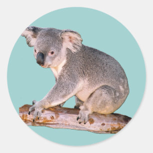 Koala Drawing Classic Round Sticker