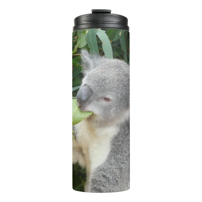 Koala Eating Gum Leaf Drink Bottle (Front)