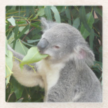 Koala Eating Gum Leaf