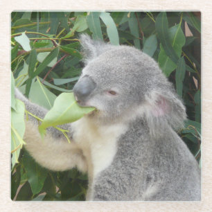 Koala Eating Gum Leaf Glass Coaster
