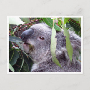 koala eats postcard