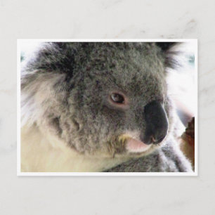 koala face postcard